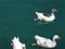 Goose and fishes floating in the adiyaman AtatÃ¼rk dam lake