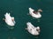 Goose and fishes floating in the adiyaman AtatÃ¼rk dam lake