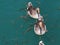 Goose and fishes floating in the adiyaman AtatÃ¼rk dam lake