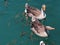 Goose and fishes floating in the adiyaman AtatÃ¼rk dam lake