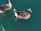 Goose and fishes floating in the adiyaman AtatÃ¼rk dam lake