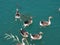 Goose and fishes floating in the adiyaman AtatÃ¼rk dam lake