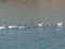 Goose and fishes floating in the adiyaman AtatÃ¼rk dam lake
