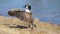 Goose flapping wings by lake