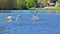 Goose flees from a swan on the water
