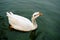 Goose floating on water