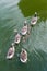 A goose flock floats on the river, a top view