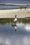 Goose in flooded area of park.