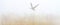 Goose flying in a misty sky over wetland in bright foggy sunlight in winter