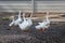 Goose,focus at herd of gooses many acting on ground
