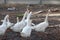 Goose,focus at herd of gooses many acting on ground