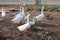 goose,focus at herd of gooses many acting on ground