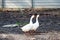 Goose,focus at herd of gooses walking on ground