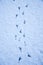 Goose footprints in fresh snow