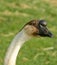 Goose with Funny Beak