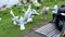 A goose is getting fed and attracts a lot of black-headed gulls