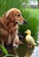 Goose and golden retriever meeting. AI Generated