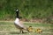 Goose with gosling chicks behind