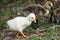 Goose goslings