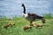 Goose and goslings