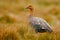 Goose in the grass, Chloephaga hybrida, Kelp goose, is a member of the duck, goose. It can be found in the Southern part of South