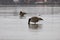 Goose on grassland flooded by high water from flood of rhine river