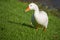 Goose grazing on meadow