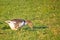 Goose on green farm meadow