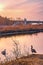 Goose Hanging Out By A Park Lake At Sunrise