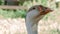 Goose head against grass background