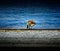 Goose with head in blue water feeding at Lake Windermere with gravel stony bank