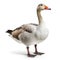 goose isolated on a white background. 3d rendering.