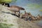 Goose with kids getting out of the water