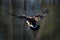 Goose on a large Canadian river in Canada, Quebec