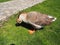 Goose on the lawn. Adult bird on the grass in summer. Free range of poultry. Poultry and agriculture. Stanisici