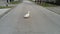 Goose - a layer runs across the road. The bird is white. Free range domestic geese. Farm animals in an urban setting