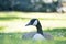 Goose Laying Alone in a Green Field