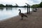 A goose looking at the other side of the lake, a bird captured flying in the air, Hyde park