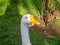 goose looks into the distance. Bird\\\'s eye. Goose head close-up. Bird corner in the park. Batumi garden