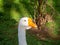 goose looks into the distance. Bird\\\'s eye. Goose head close-up. Bird corner in the park. Batumi garden