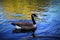 Goose peacefully gliding through a tranquil body of water, creating vibrant yellow reflection