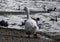 Goose on the pebbled shoreline