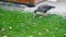 A goose pecking grass