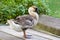 Goose with pond background