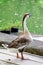 Goose with pond background