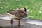 Goose with pond background