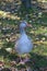 Goose posing at aberdare park