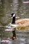 Goose Reflection