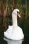 Goose Reflection