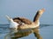 Goose on the river drinking water - water reflection - closeup - fluffy feathers